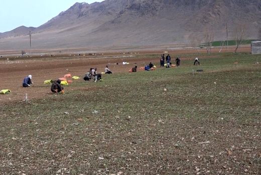 کشت پیاز در هزار و ۱۰۰ هکتار از اراضی فریدن