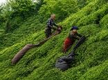 چای ایران از یک رویا آغاز شد؛ میراث ماندگار کاشف‌السلطنه