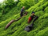 چای ایران از یک رویا آغاز شد؛ میراث ماندگار کاشف‌السلطنه
