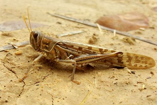 ملخ در بیش از 169 هزار هکتار از اراضی فارس پایش شد