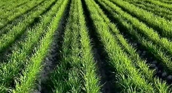 مدیریت تنشهای ابتدای کشت، کلید افزایش عملکرد گندم