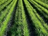 مدیریت تنشهای ابتدای کشت، کلید افزایش عملکرد گندم