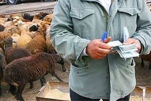 باز شدن پای دلال ها برای خرید دام با قیمت ارزان