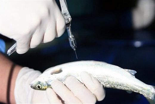 واکسن‌های ایرانی آبزیان پنج برابر ارزان‌تر از نمونه‌های وارداتی/ آماده صادرات هستیم
