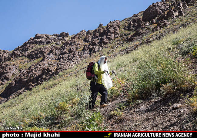 کوه پیمایی