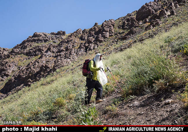 کوه پیمایی