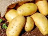 برداشت بیش از 550هزار تن سیب زمینی در سالجاری