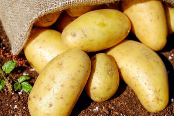 برداشت بیش از 550هزار تن سیب زمینی در سالجاری
