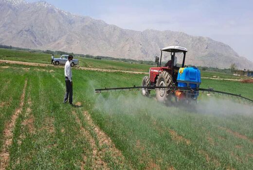 مبارزه با علف‌های هرز در یک هزار هکتار از مزارع غلات شهرستان فارسان