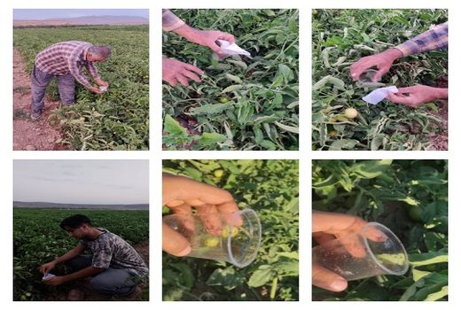 رهاسازی زنبور براکون در مزارع گوجه فرنگی ارسنجان