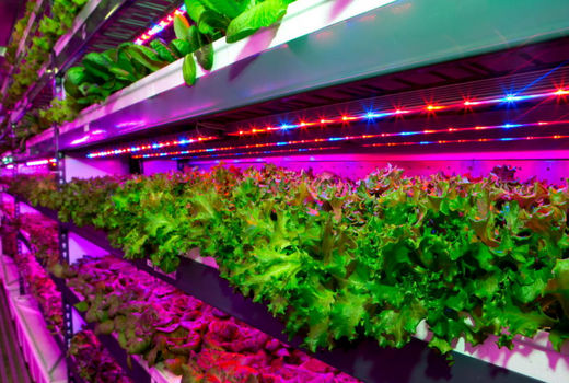 ساخت بزرگترین مزرعه عمودی در دوبی