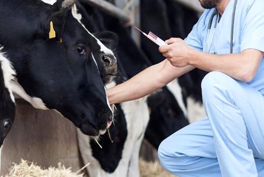 واکسن مورد نیاز تب برفکی و آنفلوانزای طیور در چهارمحال و بختیاری تامین شد 