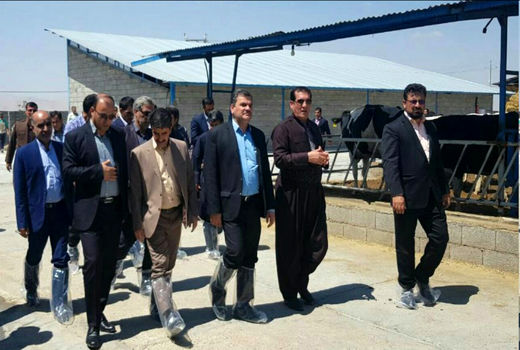 استان کرمانشاه از قطب‌های دامپروری در کشور است