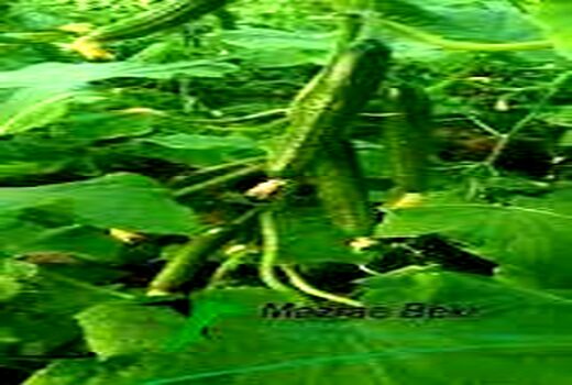 ۲۲۰ هکتار از اراضی دشت عباس به کشت تابستانه خیار اختصاص یافت.