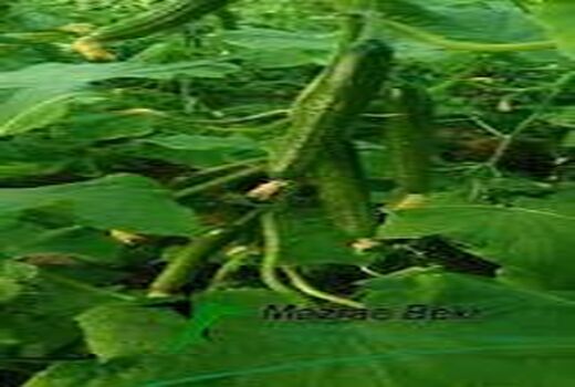 ۲۲۰ هکتار از اراضی دشت عباس به کشت تابستانه خیار اختصاص یافت.