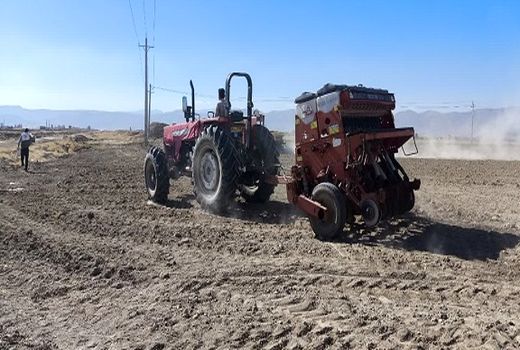 اجرای طرح جهش تولید در 9 هزار هکتار از دیم‌زارهای بیضا