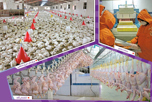 تولید 32 هزارتن گوشت مرغ در سیستان و بلوچستان 