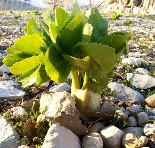 ممنوعیت بوته کنی گیاهان مرتعی 