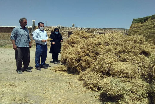  برداشت 6 هزار تن نخود از مزارع شهرستان هشترود 