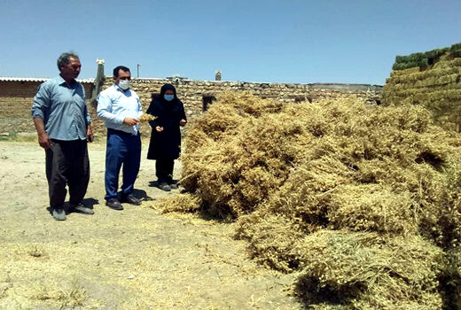  برداشت 6 هزار تن نخود از مزارع شهرستان هشترود 