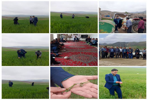  تاخیر در مبارزه با آفت سن در مزارع گندم ممکن است خسارت جبران ناپذیری را به همراه داشته باشد