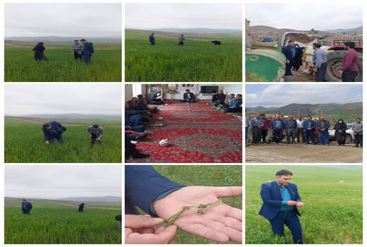  تاخیر در مبارزه با آفت سن در مزارع گندم ممکن است خسارت جبران ناپذیری را به همراه داشته باشد