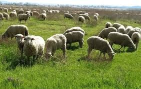 چرای مفرط دام مهمترین عامل تخریب جنگل‌های خراسان شمالی