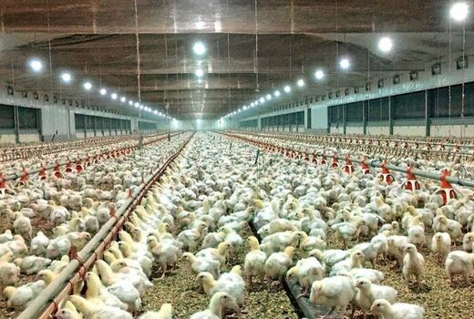 افزایش 10 درصدی جوجه‌ریزی در واحدهای مرغ گوشتی استان قزوین