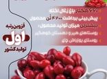  اینفوگرافی | طمعی برای ایران و جهان ، زغال اخته قزوین 