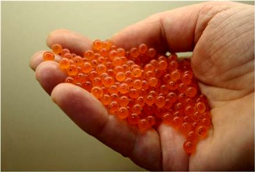 تولید ۲۵ درصد از نیاز کشور به تخم چشم زده ماهی قزل آلا در استان لرستان