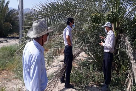 ریزش محصول نخیلات قیروکارزین دلایل اقلیمی دارد 