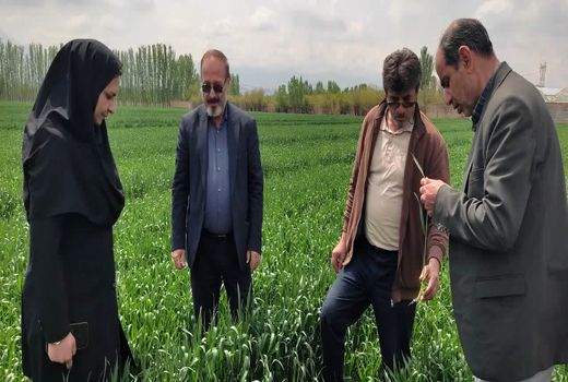 وضعیت زراعت مرند؛ افزایش ۵۲ درصدی بارندگی، رعایت الگوی کشت و جهش در مدیریت فنی مزارع