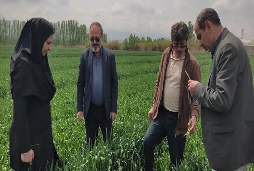وضعیت زراعت مرند؛ افزایش ۵۲ درصدی بارندگی، رعایت الگوی کشت و جهش در مدیریت فنی مزارع