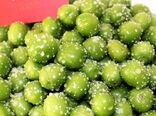 برداشت گوجه سبز از باغات شهرستان سرخه