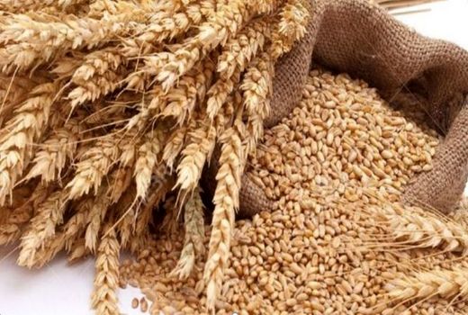 رشد ۸.۲ درصدی خرید گندم در شبکه تعاون روستایی خراسان شمالی