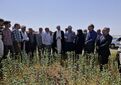 برگزاری روز مزرعه گلرنگ در شهرستان بستان‌آباد