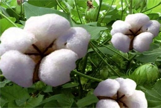 آغاز کاشت پنبه در استان هرمزگان