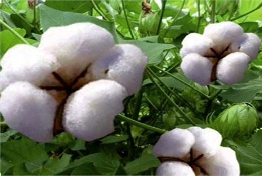 کاهش 3 تا 5 مرحله آبیاری مزارع  با ارقام جدید پنبه