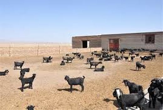 «کرک» سربیشه نیازمند حمایت و فرآوری