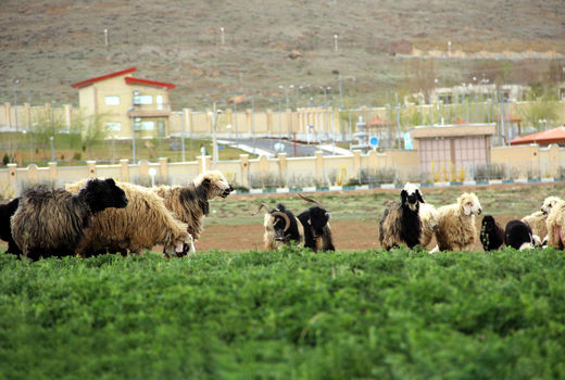 اخراج 7 هزار واحد دامی از مراتع لار 
