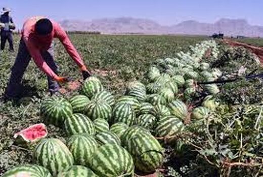 آغازبرداشت هندوانه دیم از دل کویر آران و بیدگل