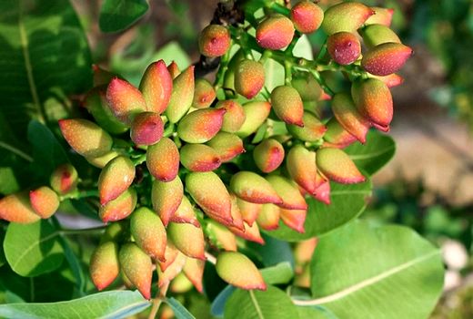 آغاز برداشت پسته از باغات استان تهران