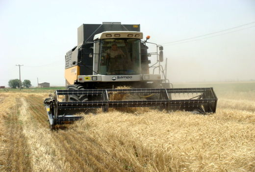 برداشت گندم از اراضی زراعی شهرستان البرز آغاز شد