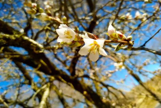 شکوفه دادن درختان بادام سامان در دل زمستان