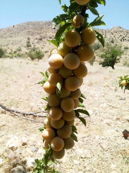 تولید 165 تن آلو بخارای ارگانیک در نی‌ریز