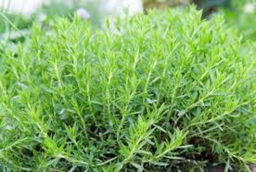 برداشت ترخون از ۹۹ هکتار از اراضی کشاورزی بخش گلباف در شهرستان کرمان