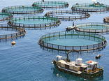 خط اعتبار ویژه شیلات بوشهر برای پرورش ماهی در استخرهای کشاورزی