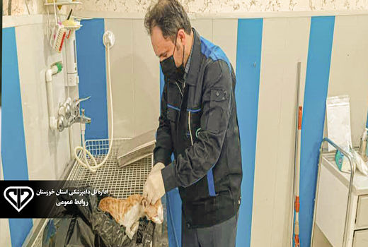 تایید نهایی سه مورد هاری در جمعیت گربه‌های بلاصاحب اهواز