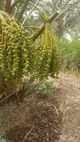 آغاز عملیات دل‌آویز کردن نخیلات در خرمشهر