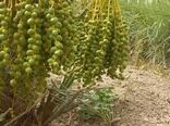 آغاز عملیات دل‌آویز کردن نخیلات در خرمشهر